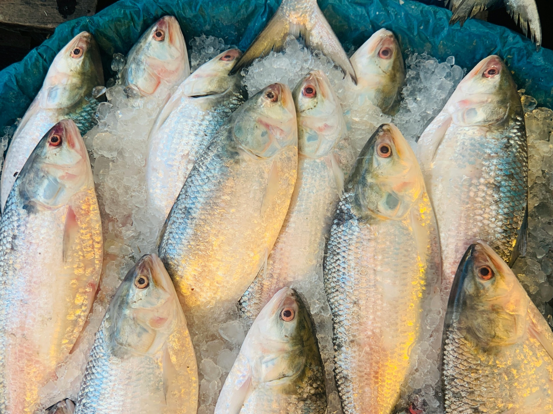 ইলিশ মাছ (Hilsa)