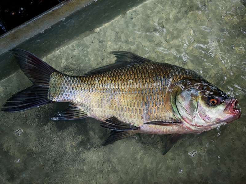 কাতলা মাছ (Catla)