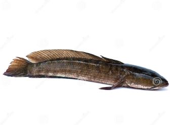 শোল মাছ (Snakehead) — বাংলাদেশের চাষযোগ্য মাছের প্রজাতি